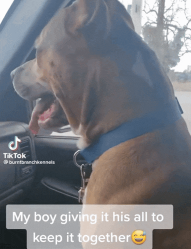 a dog is sitting in a car with a tiktok caption that says my boy giving it his all to keep it together