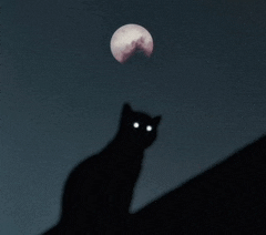 a black cat is silhouetted against a full moon in the night sky