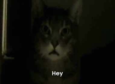 Pay Attention To Me! GIF - Hey Cat Scared GIFs