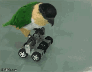 a green parrot is riding a toy car that says 4gifs.com on it