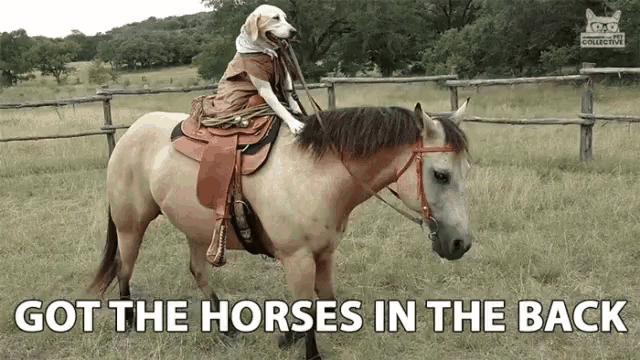 a dog riding a horse with the words got the horses in the back