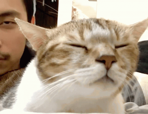Cat Nodding GIF - Cat Nodding Head Bang GIFs