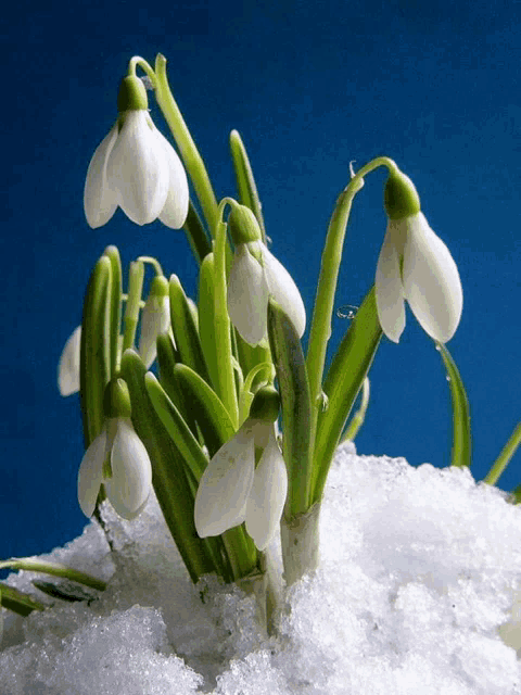 snowdrop flowers growing out of the snow with a blue background