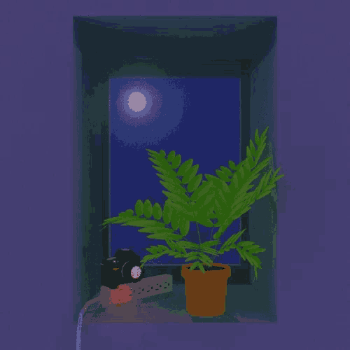 a potted plant sits in front of a window with the moon behind it