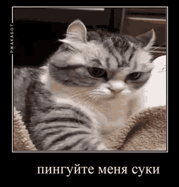 a cat is laying on a blanket and looking at the camera with a black background .