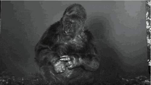a gorilla is sitting on a rock and the word nature is on the bottom of the picture .