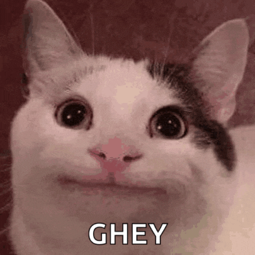 a close up of a cat making a funny face with the word ghey written on it .