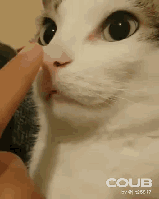 Cat Funny GIF - Cat Funny Nose GIFs