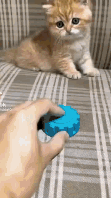 a kitten is sitting on a couch and looking at a person holding a blue toy .