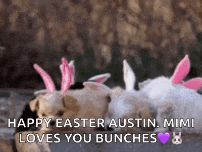 a group of puppies wearing pink and white bunny ears are laying on the ground .