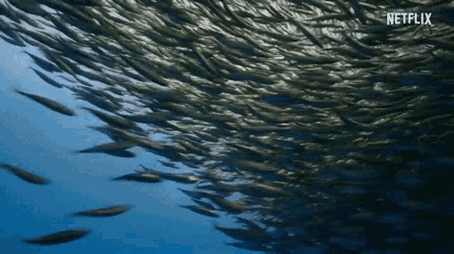 Fish Sea GIF - Fish Sea Ocean GIFs