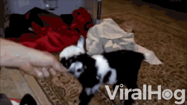 Humping Baby Goat GIF - Humping Baby Goat Horny GIFs