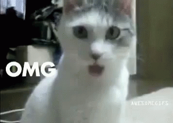 Omg Cat GIF - Omg Cat Shocked GIFs