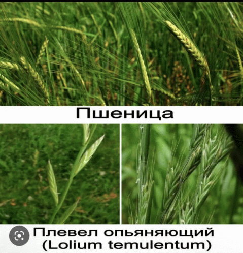 пшеницагрохотно GIF - пшеницагрохотно GIFs