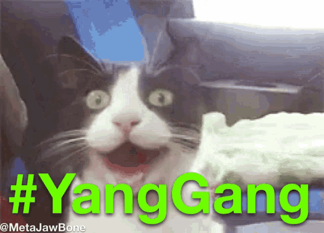 Yang Gang Cat GIF - Yang Gang Cat Happy GIFs