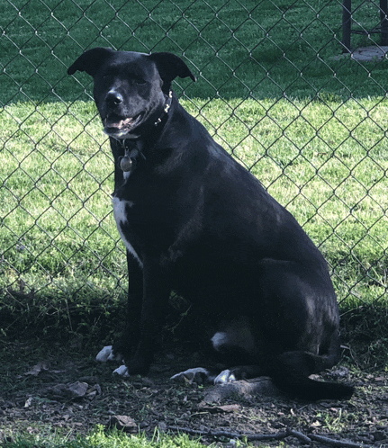 a black dog with a bell around its neck is sitting in front of a chain link fence