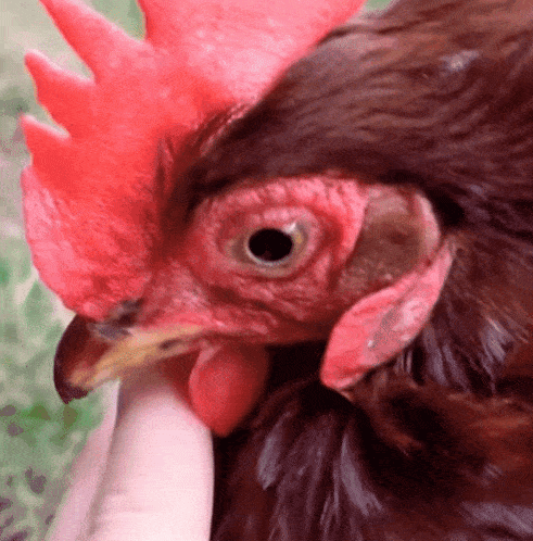 a close up of a chicken 's head with a red crest