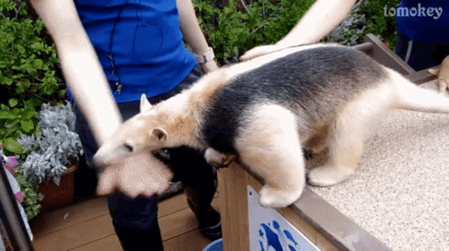 a small animal is being held by a person with tomokey written on the bottom