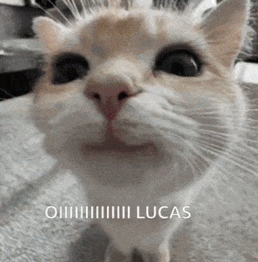 a close up of a cat 's face with the words oh lucas written below it