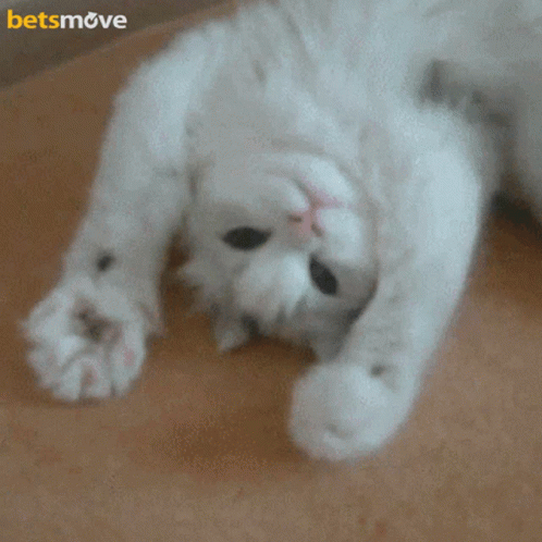Cat Cute GIF - Cat Cute Baby Cat GIFs