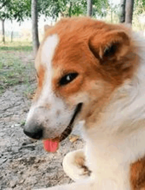 a brown and white dog with its tongue hanging out .