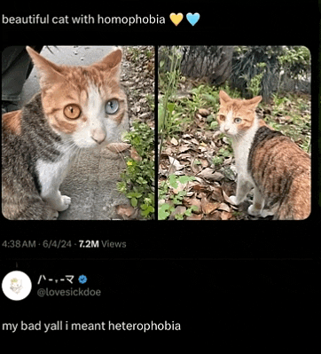 a picture of a cat with heterophobia and a picture of another cat with heterophobia