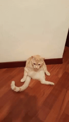 Slouch Cat GIF - Slouch Cat Sit GIFs