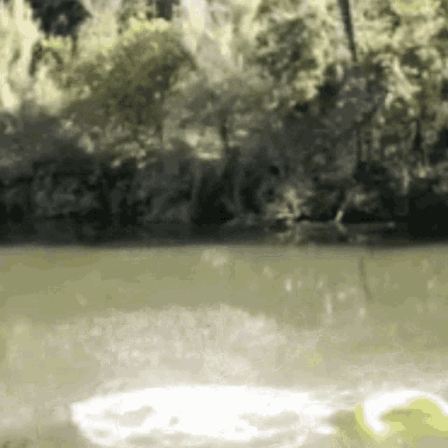 a duck is swimming in a river with trees in the background