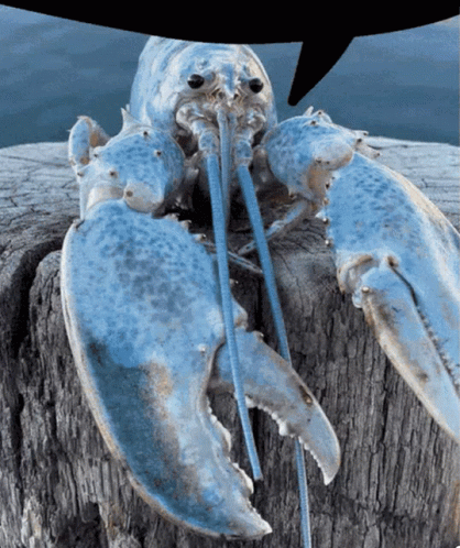 Bluelobster Text GIF - Bluelobster Text Blue Lobster Text GIFs