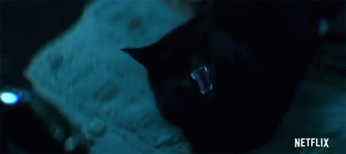 Meow Pussy GIF - Meow Pussy Cat GIFs