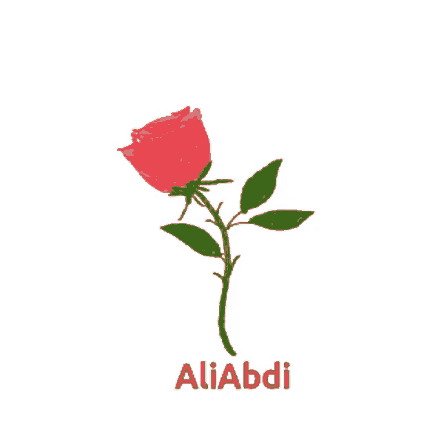 a red rose with green leaves and the name aliabdi on the bottom