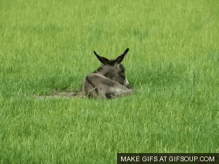 Donkey Grass GIF - Donkey Grass GIFs