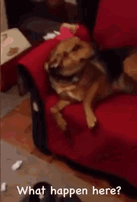 Dogs Funny GIF - Dogs Funny Guilty GIFs