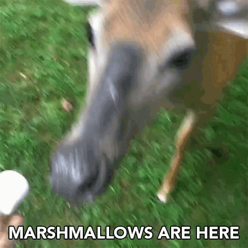 Marshmallows Are Here Smores GIF - Marshmallows Are Here Smores Eating Marshmallows GIFs