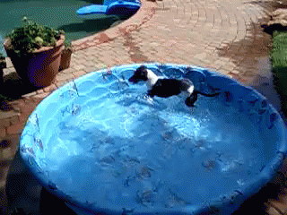 I'Ll Get Him One Of These Days! GIF - Dog Pool Circle GIFs