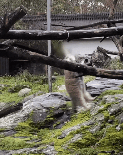 a kangaroo is walking across a rocky area