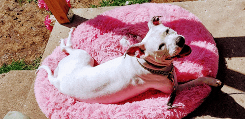 a white dog is laying on a pink blanket outside