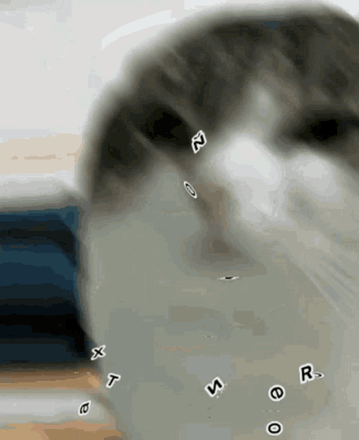 a close up of a cat 's face with the letters x t a s o and r floating around it