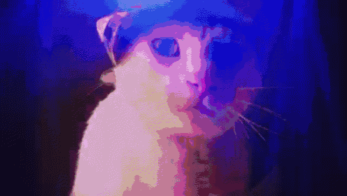 Only Club You'Ll Find Me At GIF - Cat Cat Dj Party GIFs