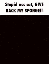 Sponge Cats GIF - Sponge Cats Give Me Back My Sponge GIFs