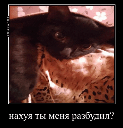 a black cat is laying on a leopard print blanket with a caption in russian