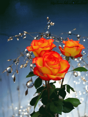 Rose Flower GIF - Rose Flower Bloom GIFs