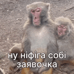 a couple of monkeys sitting next to each other on the ground with a caption .