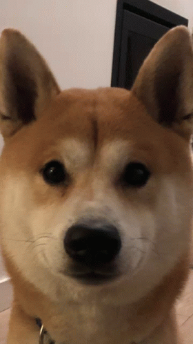 Shiba Shibainu GIF - Shiba Shibainu Dog GIFs