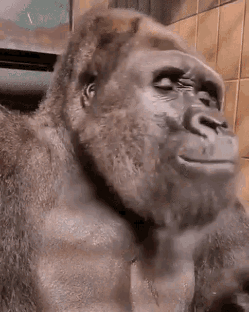 a close up of a gorilla 's face with its eyes closed