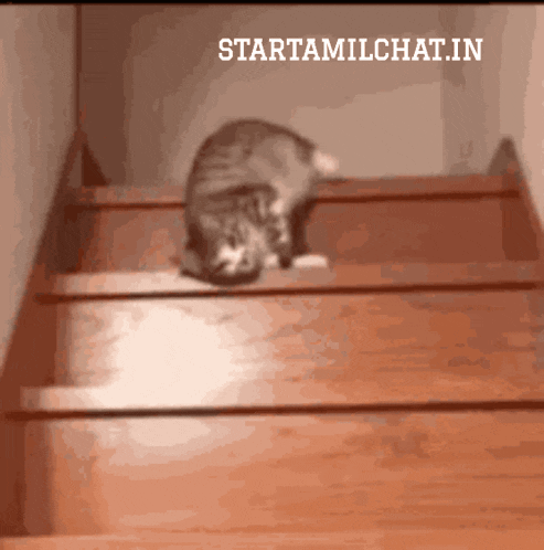 a cat is crawling up a set of wooden stairs with the words starttamilchat.in written below it
