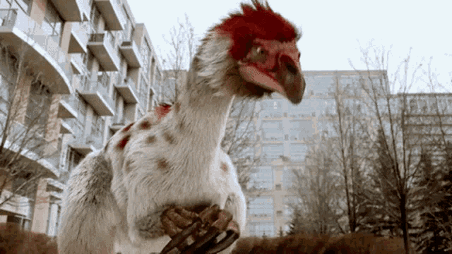 a bird with a red head is standing in front of a tall building