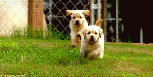 Puppy Fail GIF - Puppy Fail Running GIFs