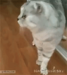 Dramatic Cat GIF - Dramatic Cat Who GIFs