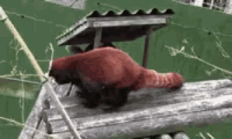 a red panda is standing on a wooden platform with a green background